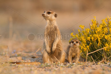 Meerkat babysitting pup - Kalahari South Africa