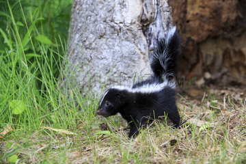 Young Striped Skunk in a hollow trunk - Minnesota