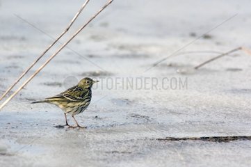Meadow Pipit on a cold lake in winter