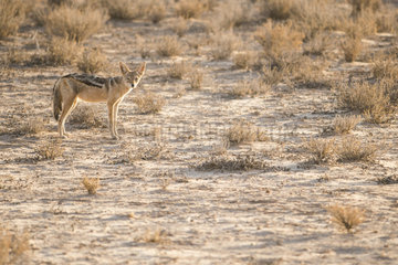 Black-backed Jackal (Canis mesomelas) at dawn  Kgalagadi transfrontier park  South Africa
