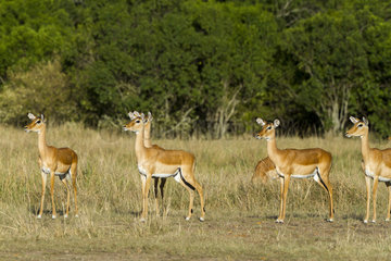Impala females in the savannah - Masai Mara Kenya