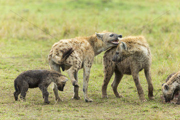 Spotted Hyenas females greeting - Masai Mara Kenya