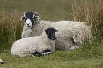 Ewe und Lamb Yorkshire United-Kingdom in Schwarzgesicht