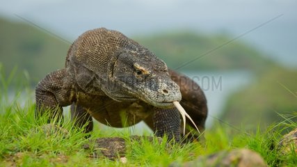 Komodo dragon sitting on the ground