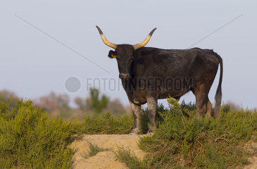Portrait of Camargue Cattle - Camargue France
