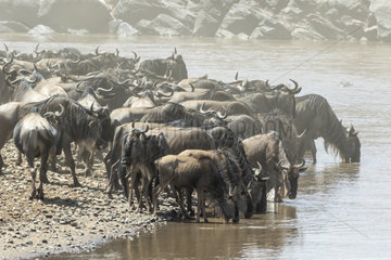 Wildebeest (Connochaetes taurinus)  drinking in the Mara river  Masai-Mara game reserve  Kenya