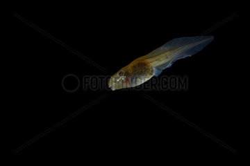 Western Spadefoot tadpole swimming on black background