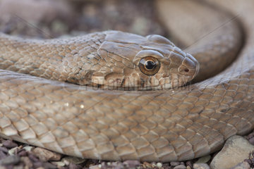 Algerian Whip Snake (Hemorrhois algirus)  Morocco