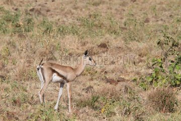 Grant's Gazelle in the savannah - Ethiopia