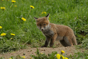 Red fox (Vulpes vulpes) young at the exit of the burrow in meadow  Ardenne  Belgium