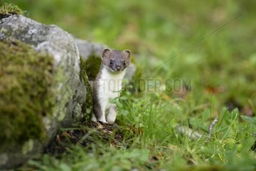 Ermine young playing & looking out near rocks Aran valley