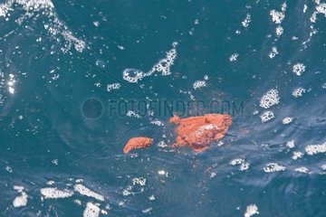 Blue Whale excrements Sea of Cortez Mexico