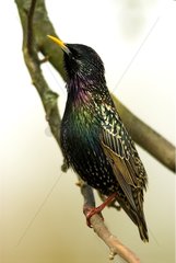 Male Common starling in courtship behaviour Bavaria