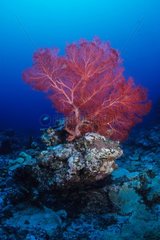 Red gorgonian Tenia islet New Caledonia
