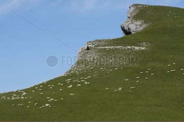 Herd of sheep on board overlooking Rhone-Alpes France