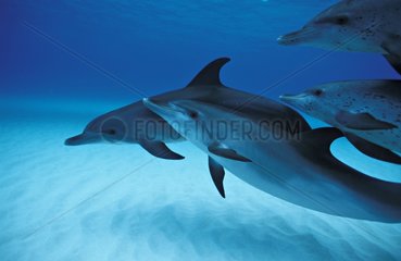 Atlantic spotted dolphin Bahamas