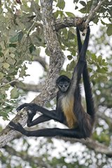Central american spider monkey hanging from a branch Belize
