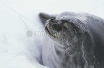 Weddell Seal lying in the snow Larsen Harbor South Georgia