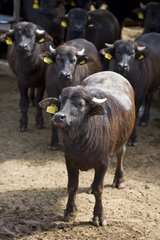 Buffalo Färsen in halb bedeckten freien Stall-Italien
