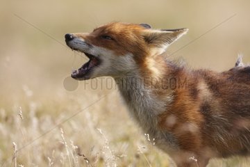 Red Fuchs mit dem Mund weit geöffnet Gran Paradiso Nationalpark