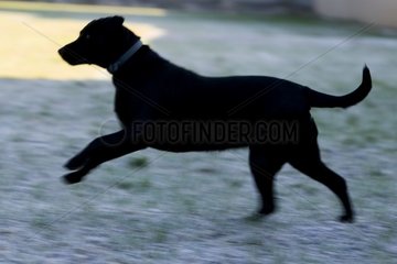 Black dog running