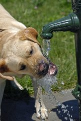 Labrador Retriever drinking at a fountain France