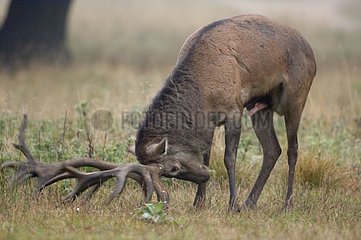 Male Elk Denmark