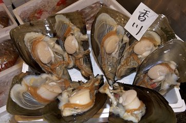 Giant Mussels at the Tsukiji fish market in Tokyo Japan