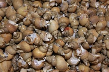 Snails Sea at the Tsukiji fish market in Tokyo Japan