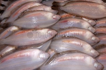 Flatfishes at the Tsukiji fish market in Tokyo Japan