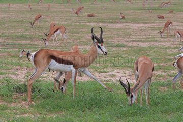 Male Springbok courting a female South Africa
