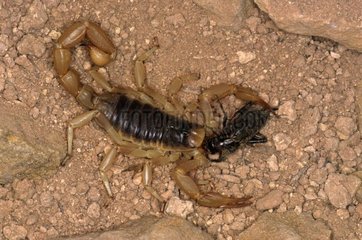 Skorpion isst ein Insekt in Arizona USA