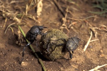 Pair of Scarab beetles pushing an earth bowl France