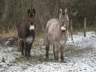 Ein Paar Esel im Winter in Haute-Saone