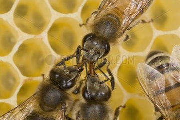 Arbeiterbienen füttern einen anderen Arbeiter Frankreich