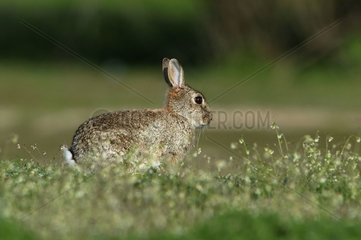Garenne Kaninchen auf einer Wiese Frankreich