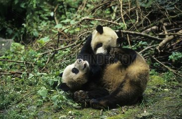 Young giant pandas playing Chengdu Sichun in China