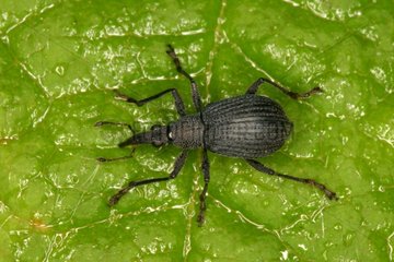 Black Weevil on leaf Annevoie Belgium