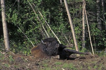 Bison of forest rolling itself in the ground in skirt of forest.