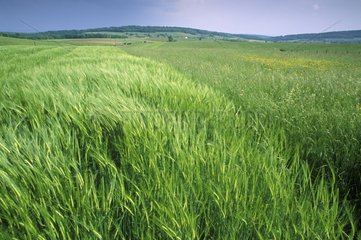 Grain fields and pastures Franche-Comté France