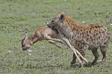 Spotted hyaena with a young gnu in the mouth Lake Ndutu