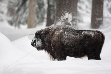 European Bison in the snow in winter Germany