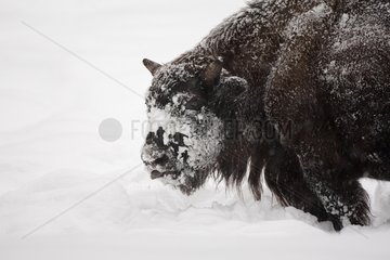 European Bison in the snow in winter Germany