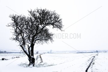 The plain of Gordes under snow France