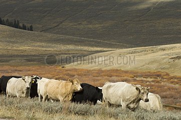 Herd of cattle at Bighorn Mountains Wyoming USA
