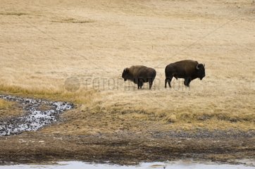 Bisons Yellowstone National Park Wyoming USA