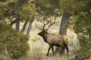 Bull Elk in the Yellowstone NP Wyoming USA