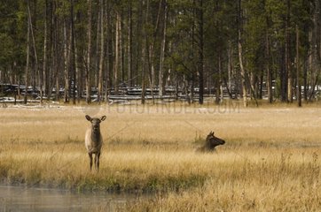 Bull Elk near Firehole River Yellowstone NP Wyoming USA