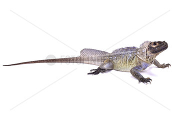 Philippine sailfin lizard (Hydrosaurus pustulatus) on white background