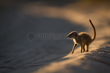 Backlit juvenil Meerkat at sunset - Kalahari South Africa